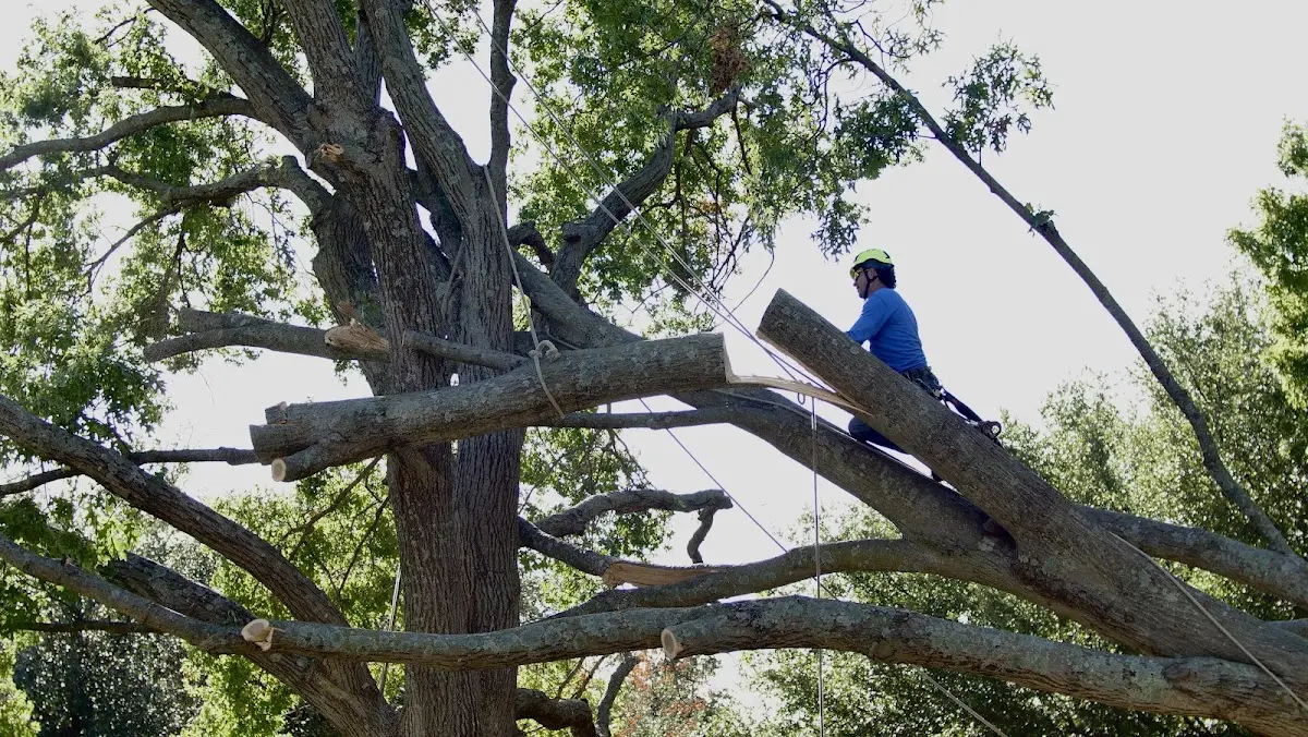 Professional Crown Thinning performed by certified arborists in Loudon